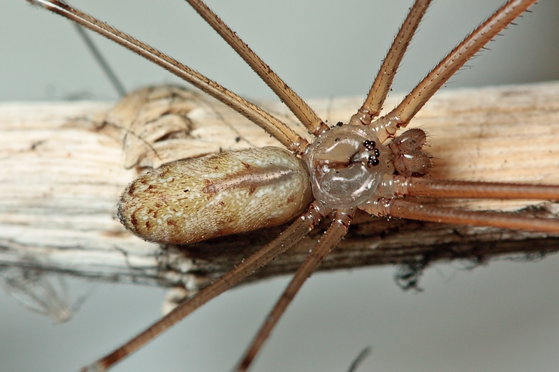 Holocnemus pluchei  - Malta